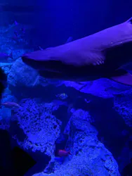 すみだ水族館に投稿された画像（2026/5/3）