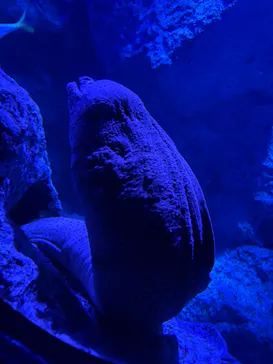 すみだ水族館に投稿された画像（2026/5/3）