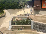 秋田市大森山動物園に投稿された画像（2026/5/4）