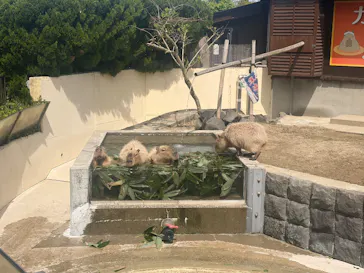 秋田市大森山動物園に投稿された画像（2026/5/3）