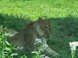 多摩動物公園 ライオンバス乗車券に投稿された画像（2026/5/4）