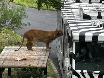 多摩動物公園 ライオンバス乗車券に投稿された画像（2026/5/3）