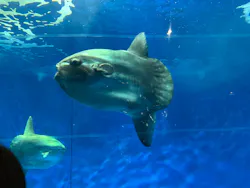 アクアワールド茨城県大洗水族館に投稿された画像（2026/5/3）