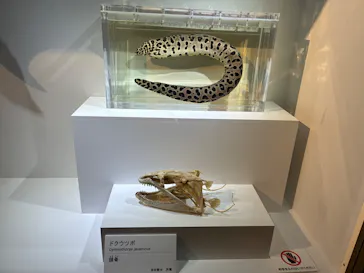 特別展「超危険生物展　科学で挑む生き物の本気」に投稿された画像（2026/5/3）
