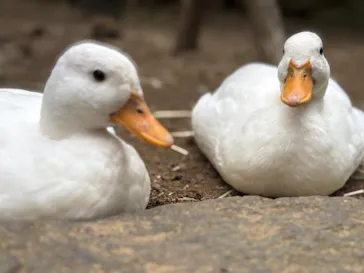 伊豆シャボテン動物公園に投稿された画像（2026/5/3）