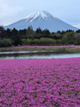 富士芝桜まつり(富士本栖湖リゾート)に投稿された画像（2026/5/4）