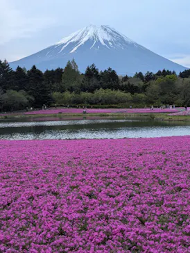 富士芝桜まつり(富士本栖湖リゾート)に投稿された画像（2026/5/4）