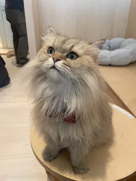 Cat Café MOFF 名古屋PARCO店に投稿された画像（2026/5/4）