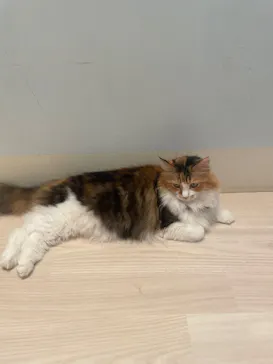 Cat Café MOFF 名古屋PARCO店に投稿された画像（2026/5/4）