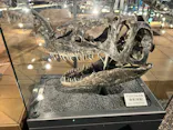 福井県立恐竜博物館に投稿された画像（2026/5/4）