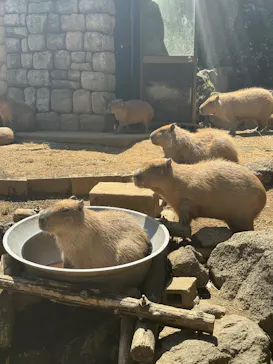 伊豆シャボテン動物公園に投稿された画像（2026/5/4）