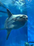 アクアワールド茨城県大洗水族館に投稿された画像（2026/5/4）