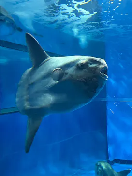 アクアワールド茨城県大洗水族館に投稿された画像（2026/5/4）