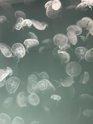 アクアワールド茨城県大洗水族館に投稿された画像（2026/5/4）