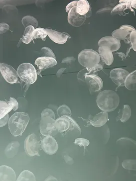 アクアワールド茨城県大洗水族館に投稿された画像（2026/5/4）