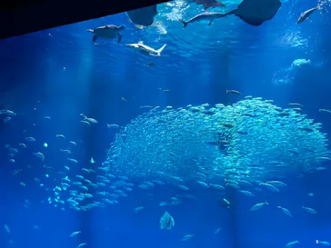 アクアワールド茨城県大洗水族館に投稿された画像（2026/5/4）