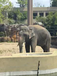 天王寺動物園に投稿された画像（2026/5/4）