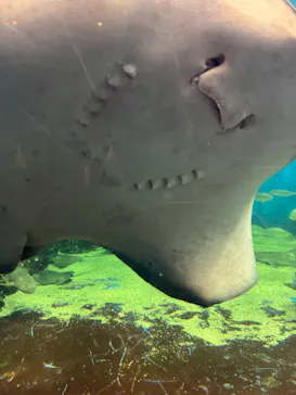 越前松島水族館に投稿された画像（2026/5/4）