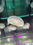 名古屋港水族館に投稿された画像（2026/5/4）