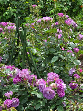 九十九島動植物園森きららに投稿された画像（2026/5/4）