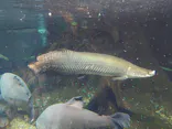 世界淡水魚園水族館　アクア・トトぎふに投稿された画像（2026/5/4）