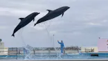 沖縄美ら海水族館に投稿された画像（2026/5/4）