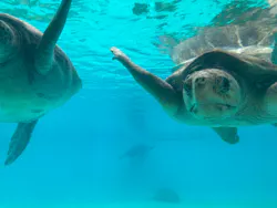沖縄美ら海水族館に投稿された画像（2026/5/4）
