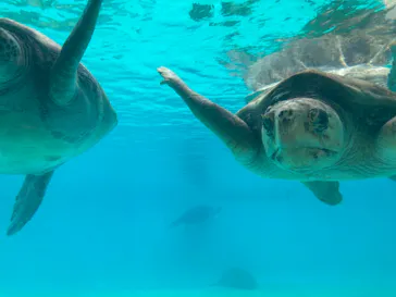 沖縄美ら海水族館に投稿された画像（2026/5/4）