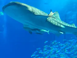 沖縄美ら海水族館に投稿された画像（2026/5/4）