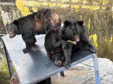奥飛騨クマ牧場に投稿された画像（2026/5/4）
