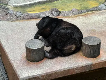 奥飛騨クマ牧場に投稿された画像（2026/5/4）