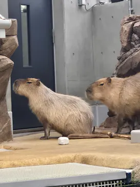 AQUARIUM × ART　atoaに投稿された画像（2026/5/4）