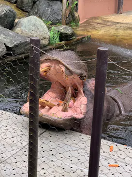 ANIMAL WONDER REZOURT 市原ぞうの国・サユリワールドに投稿された画像（2026/5/4）