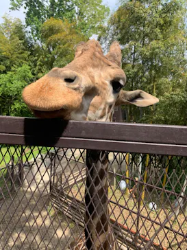 ANIMAL WONDER REZOURT 市原ぞうの国・サユリワールドに投稿された画像（2026/5/4）
