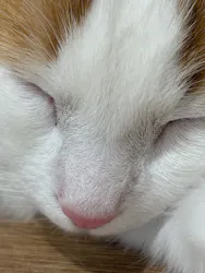 Cat Café MOFF 枚方モール店に投稿された画像（2026/5/4）