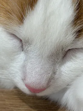Cat Café MOFF 枚方モール店に投稿された画像（2026/5/4）