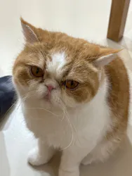 Cat Café MOFF 枚方モール店に投稿された画像（2026/5/4）