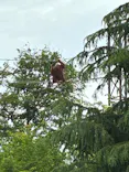 多摩動物公園に投稿された画像（2026/5/4）