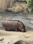 天王寺動物園に投稿された画像（2026/5/4）