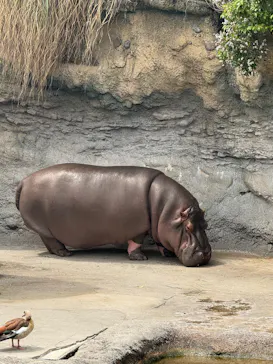 天王寺動物園に投稿された画像（2026/5/4）