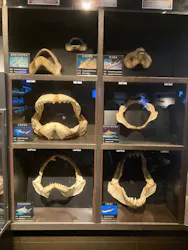沖縄美ら海水族館に投稿された画像（2026/5/4）