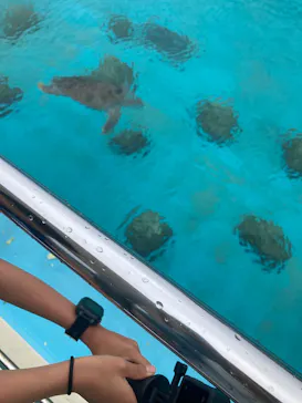 沖縄美ら海水族館に投稿された画像（2026/5/4）