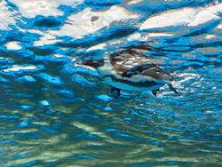 サンシャイン水族館に投稿された画像（2026/5/4）