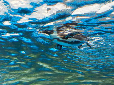 サンシャイン水族館に投稿された画像（2026/5/4）