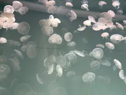アクアワールド茨城県大洗水族館に投稿された画像（2026/5/4）