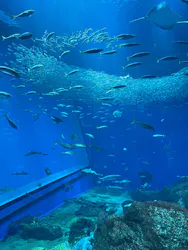 アクアワールド茨城県大洗水族館に投稿された画像（2026/5/4）