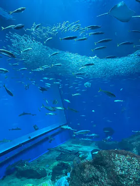 アクアワールド茨城県大洗水族館に投稿された画像（2026/5/4）