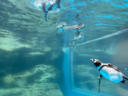 アクアワールド茨城県大洗水族館に投稿された画像（2026/5/4）