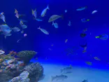 新江ノ島水族館に投稿された画像（2026/5/4）