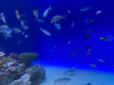 新江ノ島水族館に投稿された画像（2026/5/4）